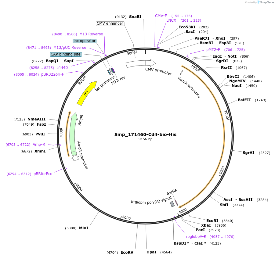 120623-plasmid-map-sequence-id-234384