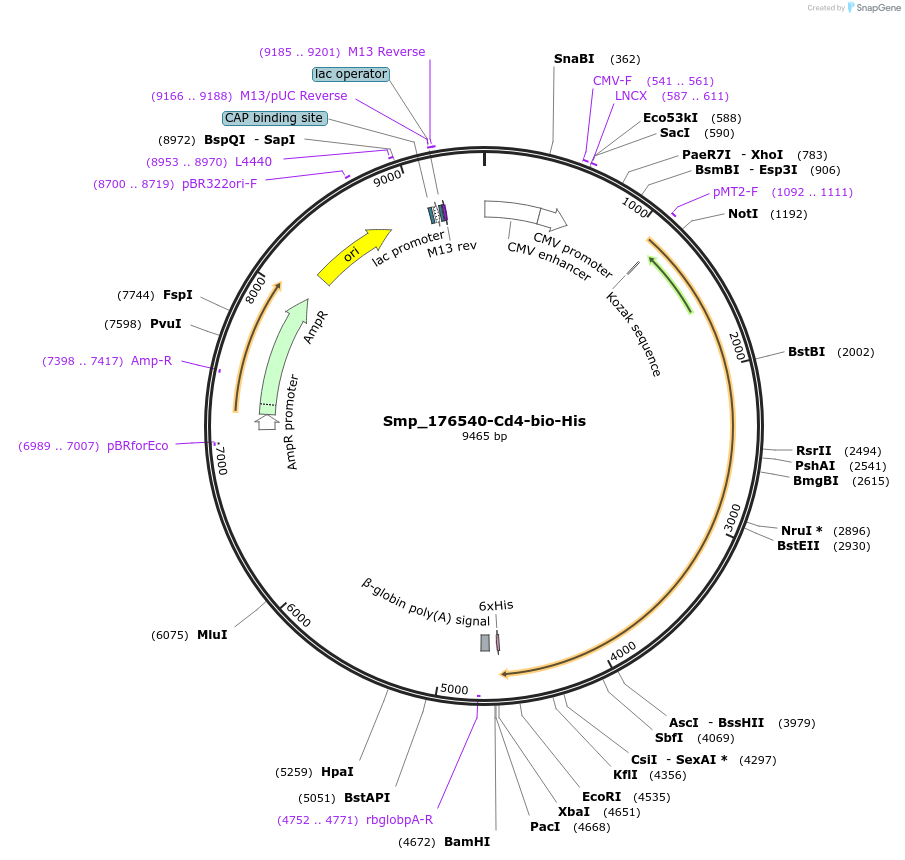 120624-plasmid-map-sequence-id-234385