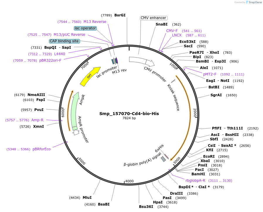 120625-plasmid-map-sequence-id-234386