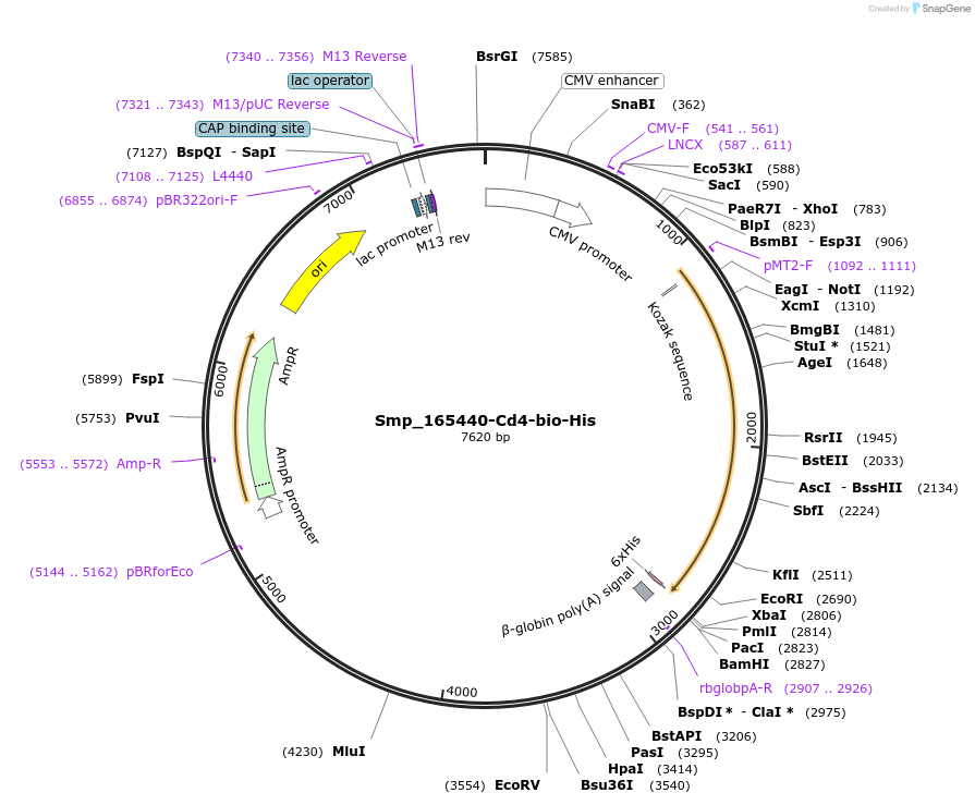 120626-plasmid-map-sequence-id-234388