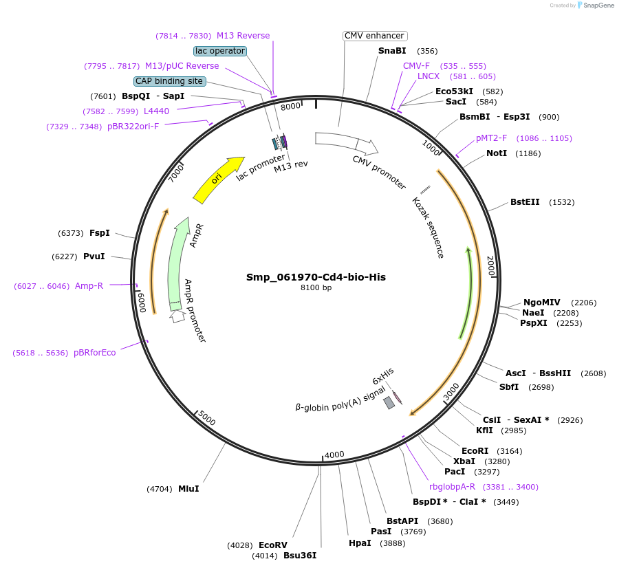 120628-plasmid-map-sequence-id-234390