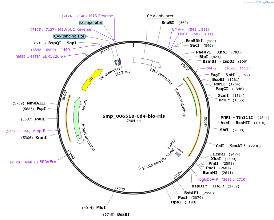 120673-plasmid-map-sequence-id-234393