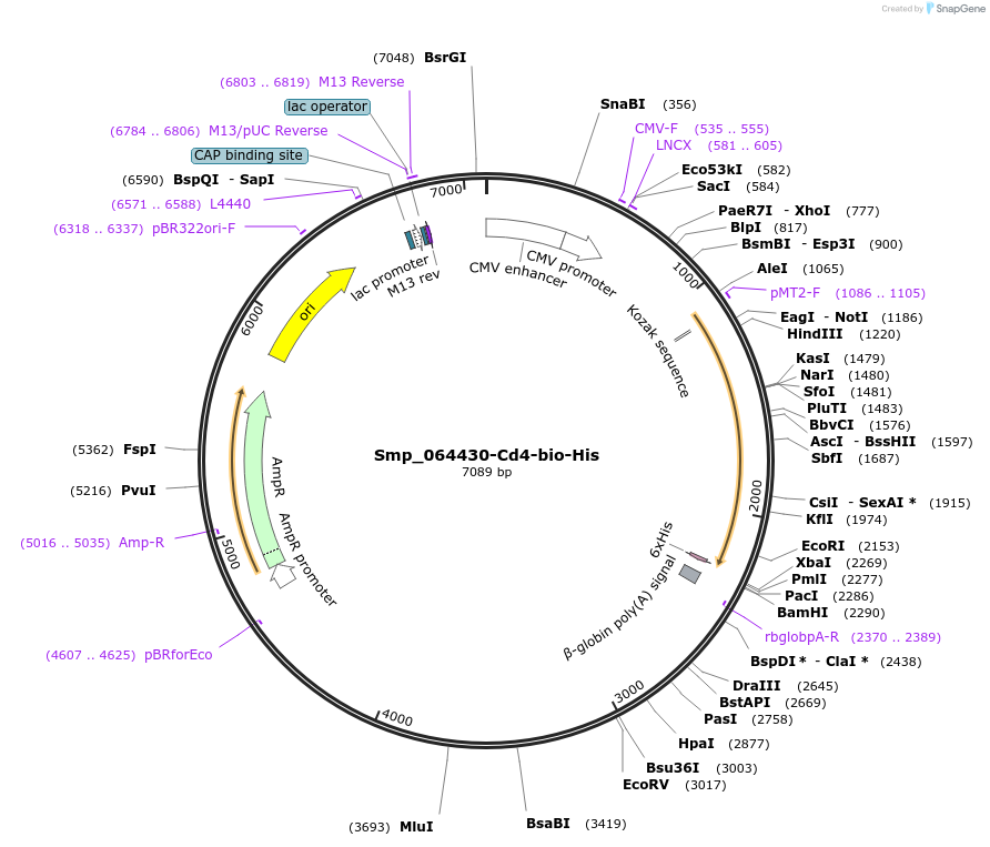 120631-plasmid-map-sequence-id-234394
