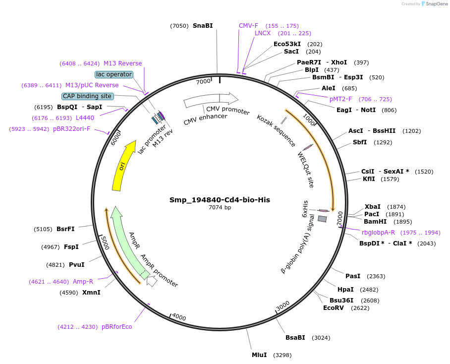 120632-plasmid-map-sequence-id-234395