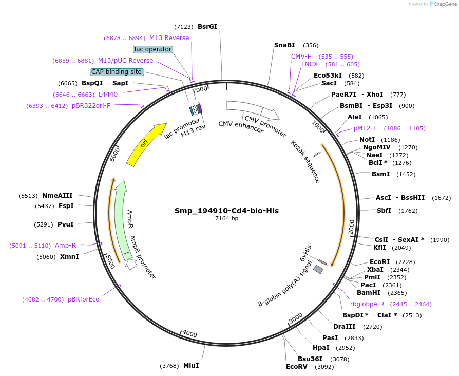 120633-plasmid-map-sequence-id-234396