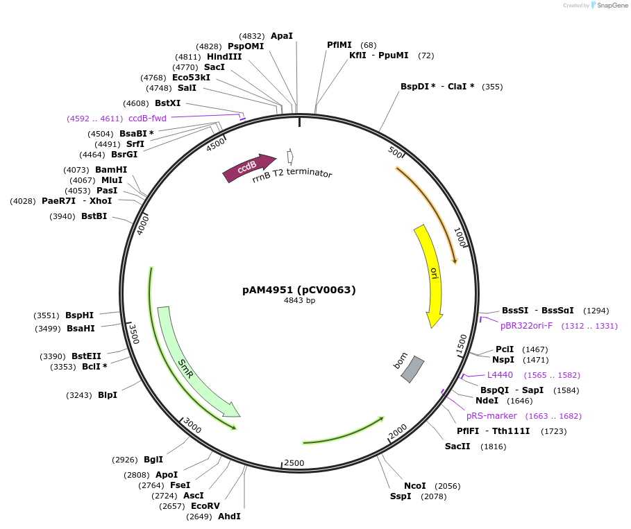 120084-plasmid-map-sequence-id-234399