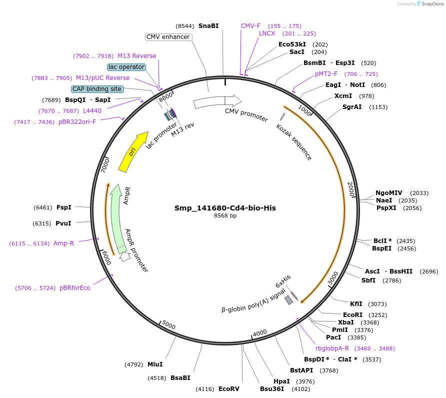 120635-plasmid-map-sequence-id-234401