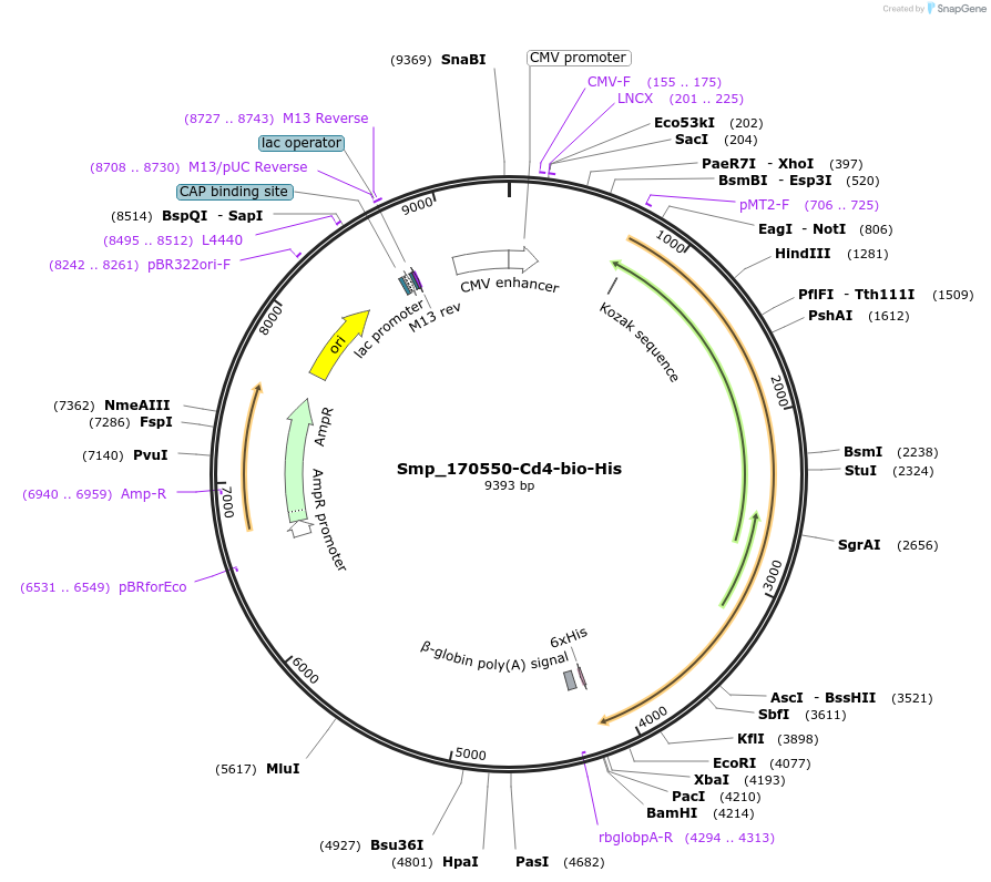120637-plasmid-map-sequence-id-234403