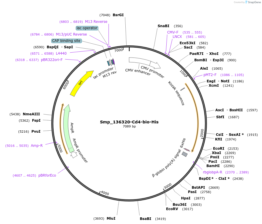 120642-plasmid-map-sequence-id-234406