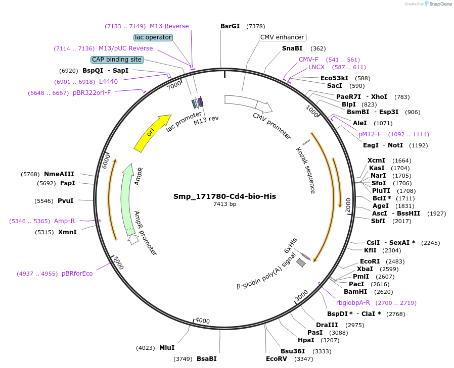 120645-plasmid-map-sequence-id-234411