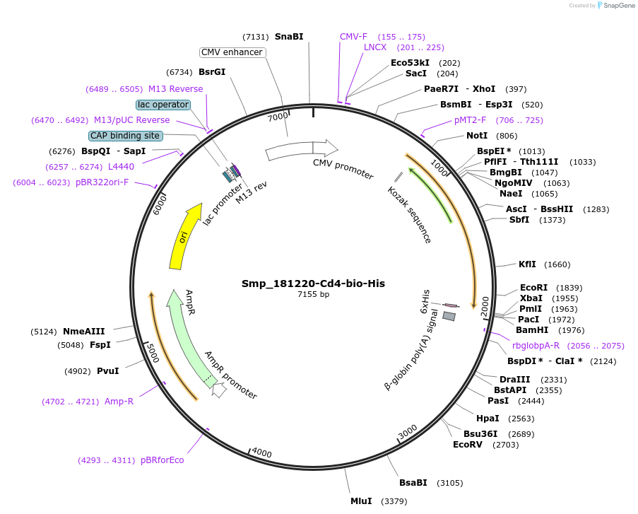 120648-plasmid-map-sequence-id-234414