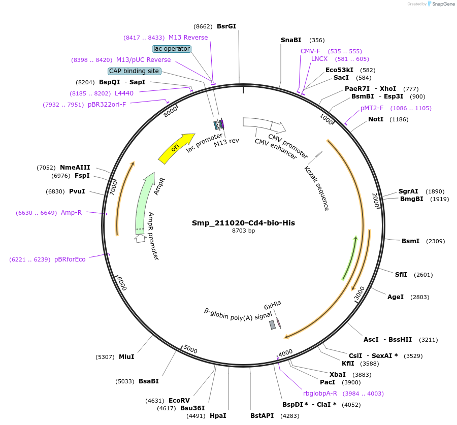 120649-plasmid-map-sequence-id-234415