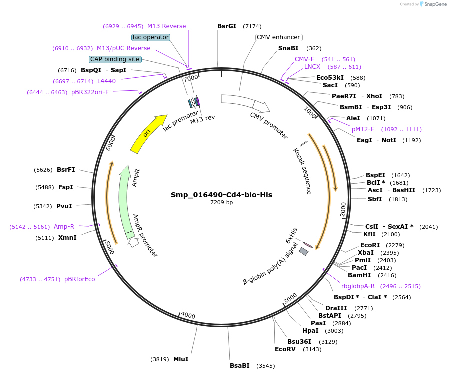 120650-plasmid-map-sequence-id-234416