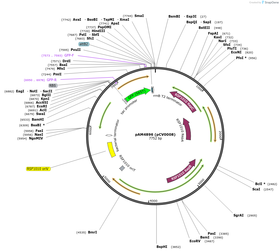 120081-plasmid-map-sequence-id-234443