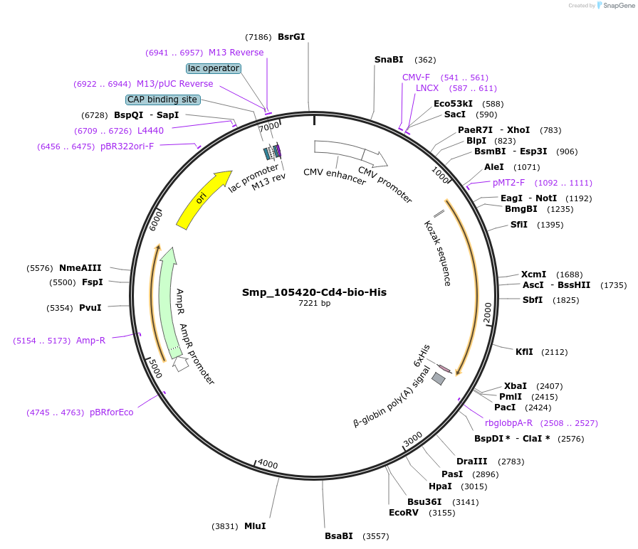 120652-plasmid-map-sequence-id-234470