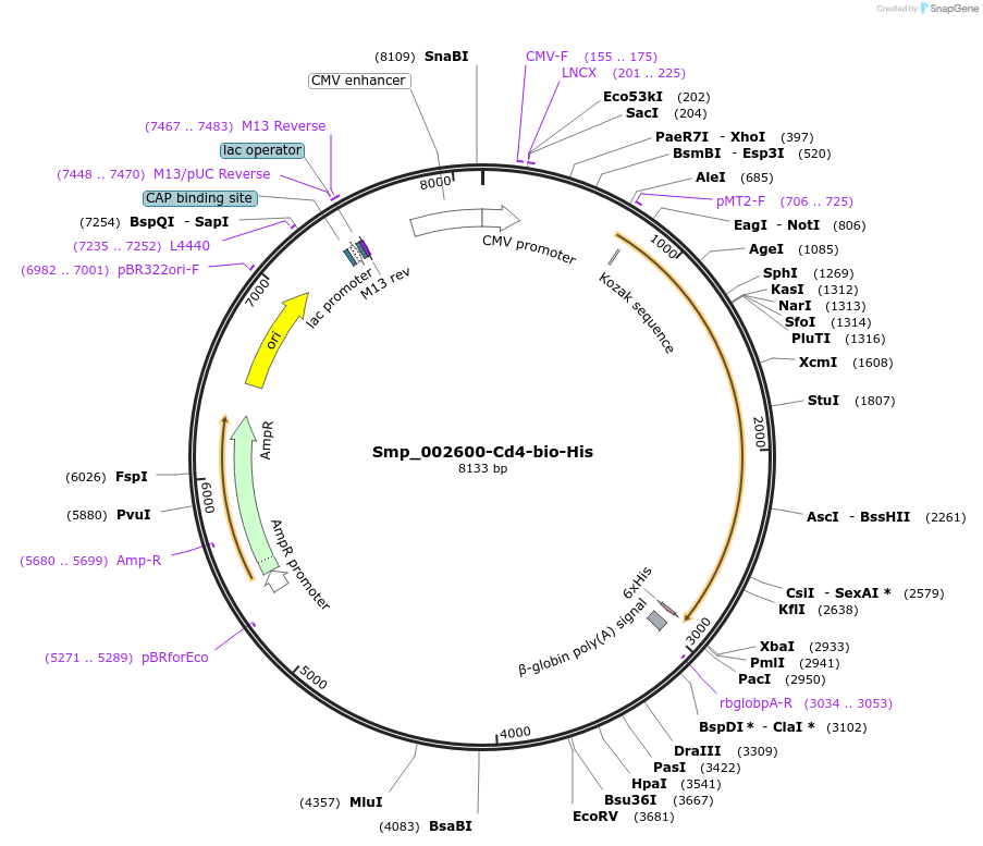 120659-plasmid-map-sequence-id-234475