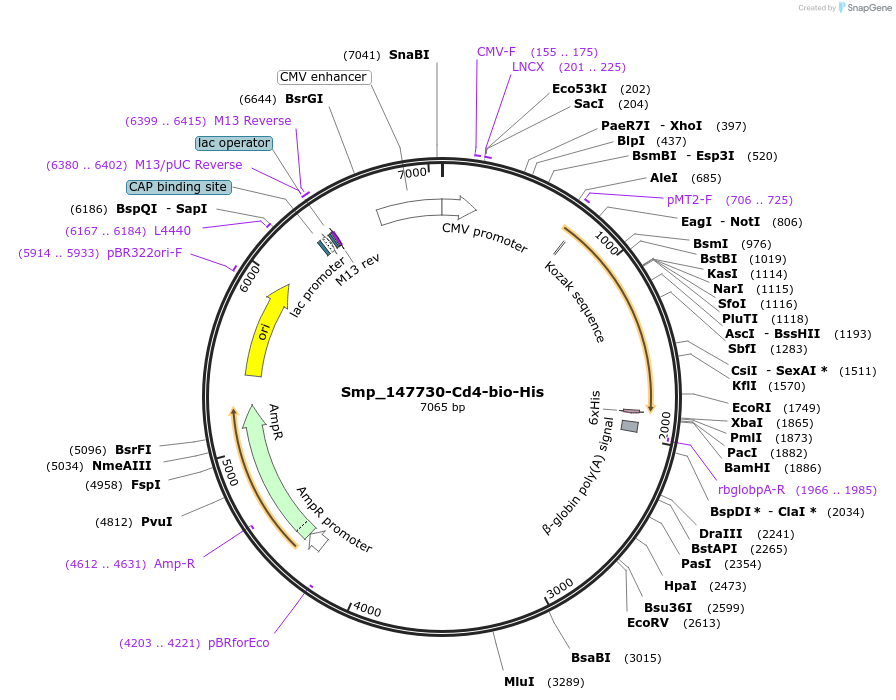 120666-plasmid-map-sequence-id-234476