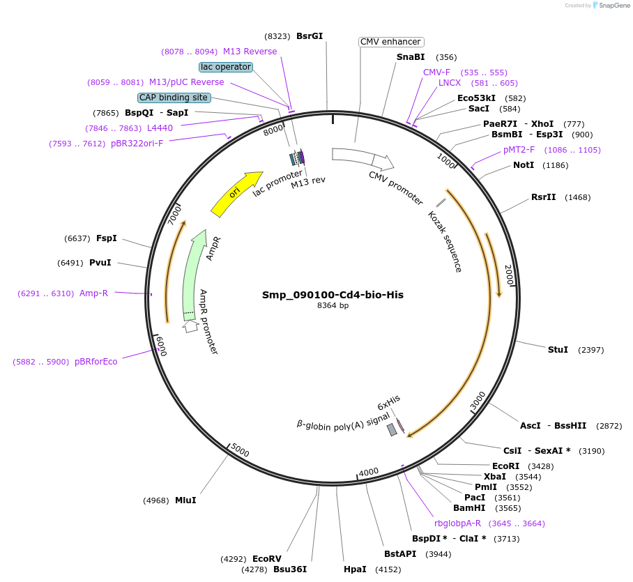 120655-plasmid-map-sequence-id-234477