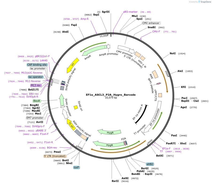 120428-plasmid-map-sequence-id-234481