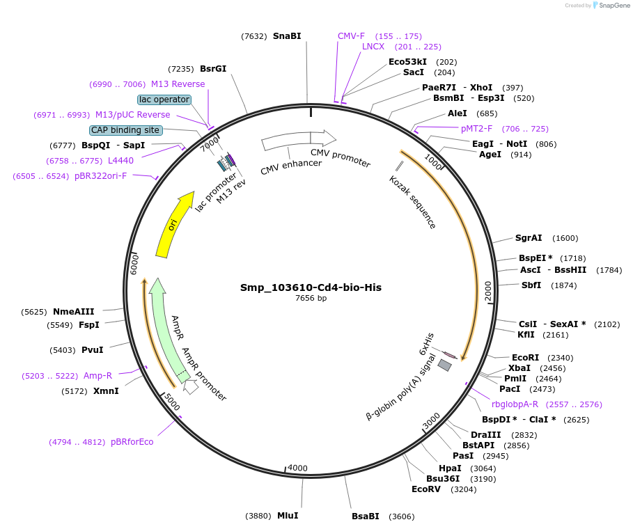 120657-plasmid-map-sequence-id-234482