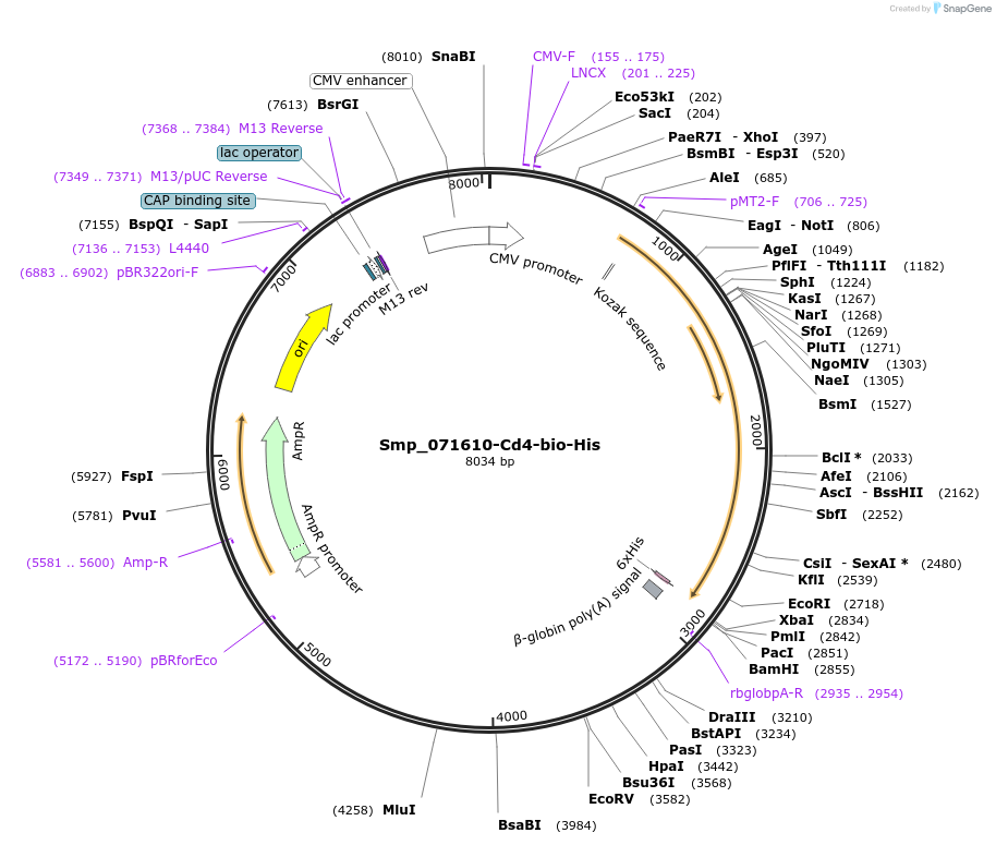120660-plasmid-map-sequence-id-234484