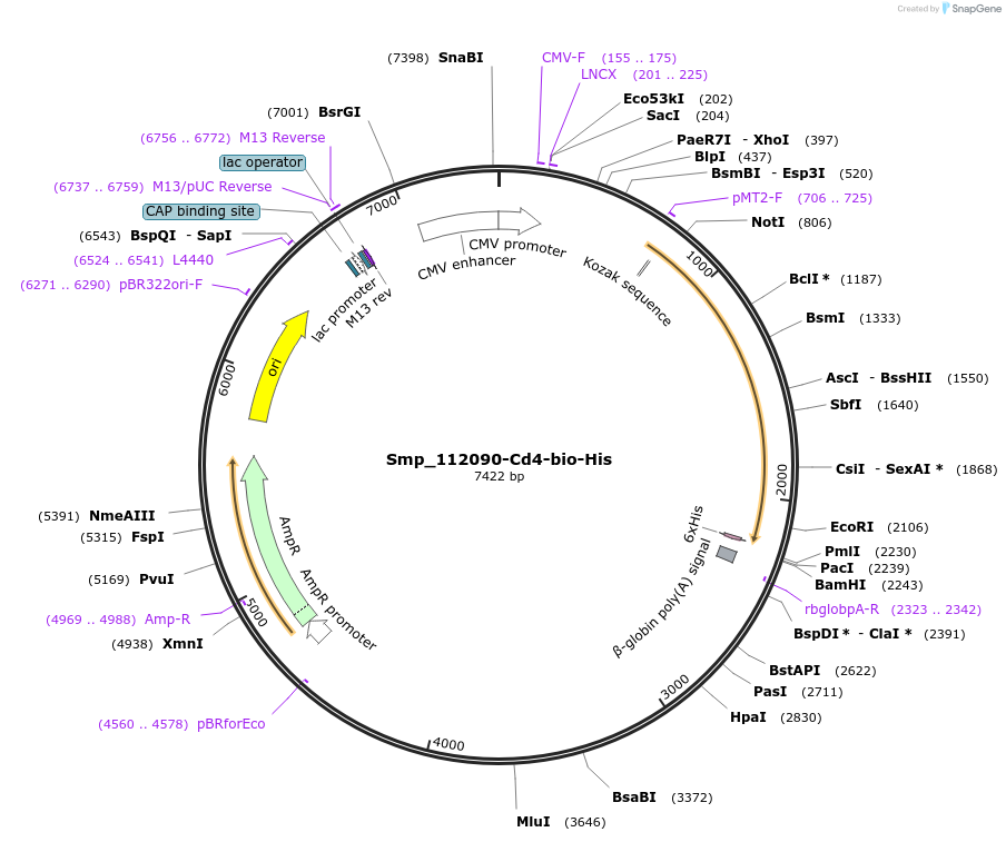 120662-plasmid-map-sequence-id-234496