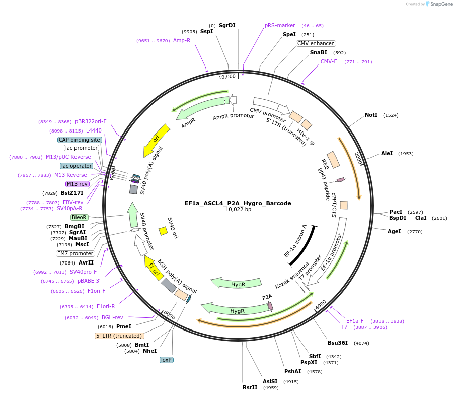 120429-plasmid-map-sequence-id-234498