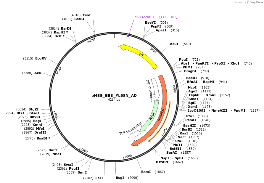 117831-plasmid-map-sequence-id-234499