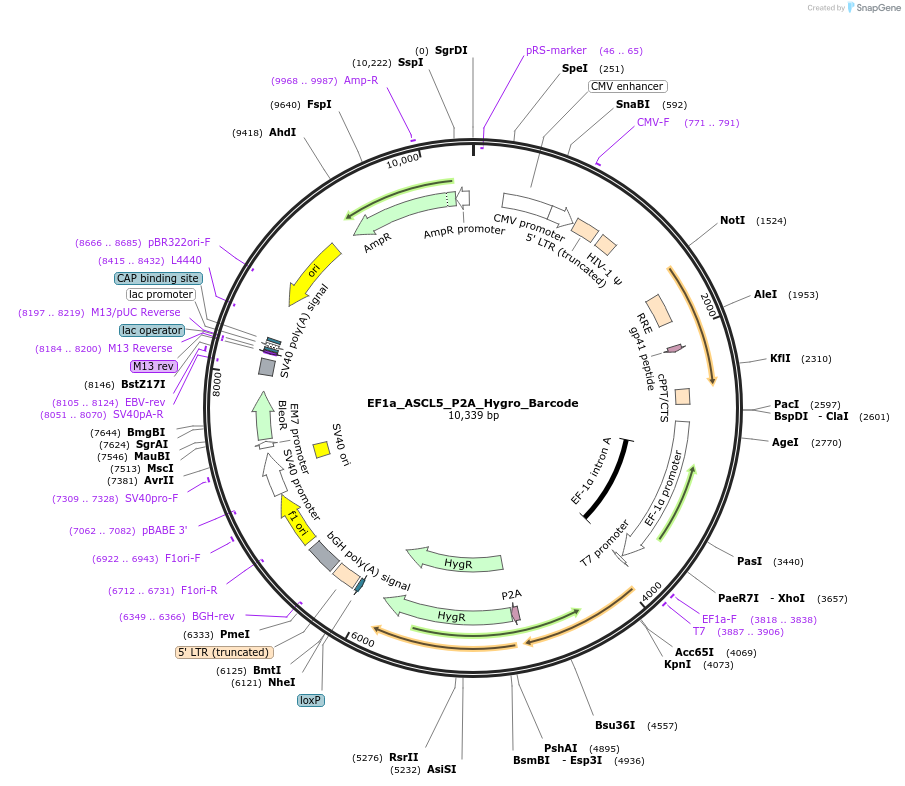 120430-plasmid-map-sequence-id-234500