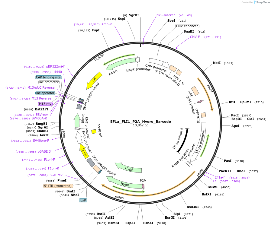 120437-plasmid-map-sequence-id-234515