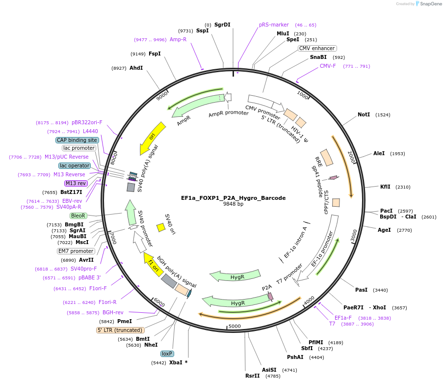 120441-plasmid-map-sequence-id-234520