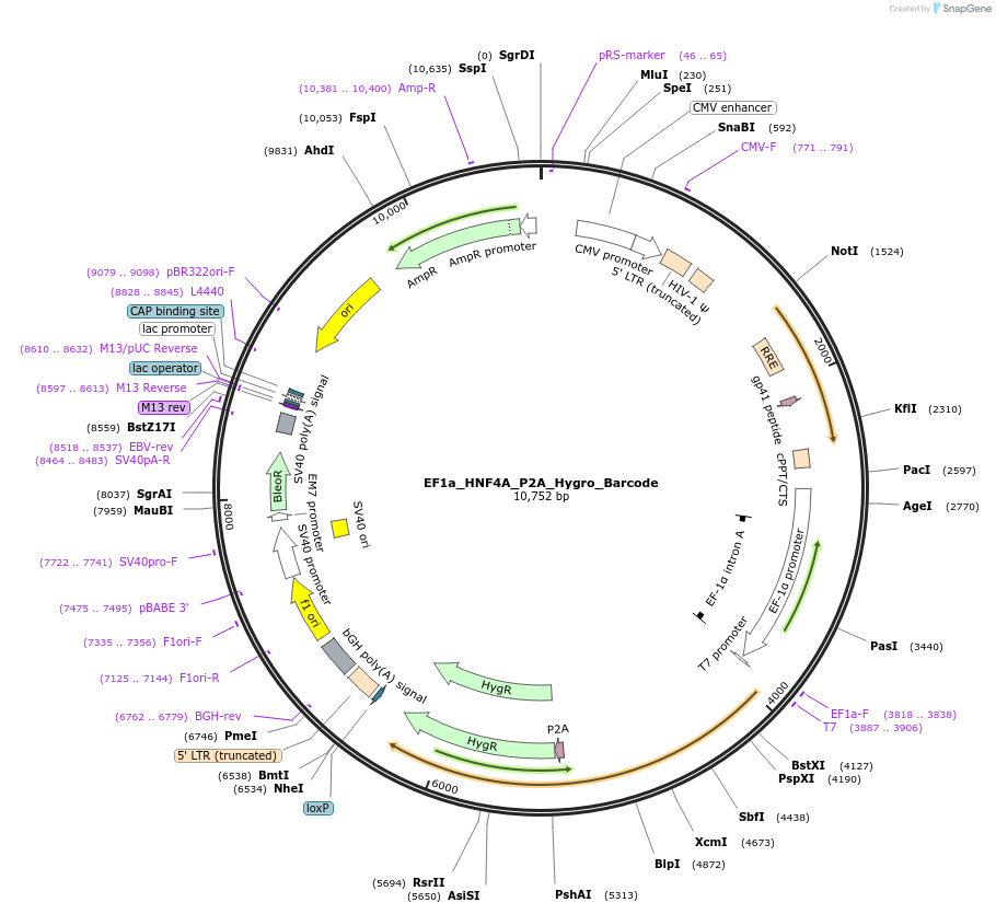 120450-plasmid-map-sequence-id-234535