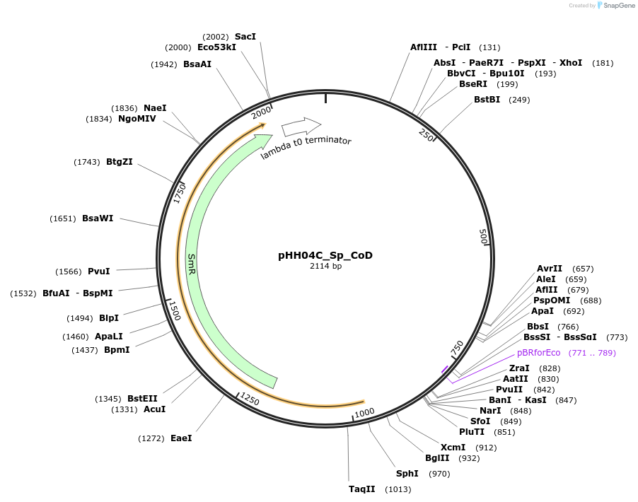 120899-plasmid-map-sequence-id-234537