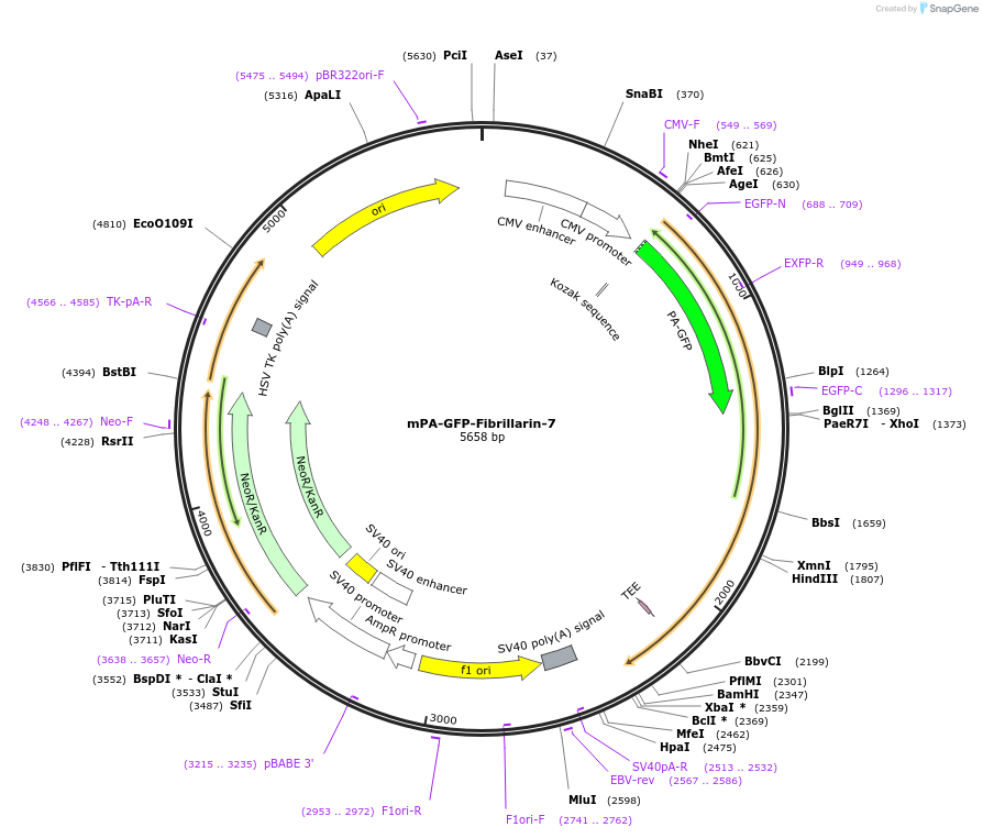 57134-plasmid-map-sequence-id-234551