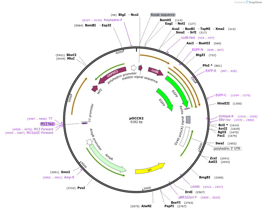 118910-plasmid-map-sequence-id-234552
