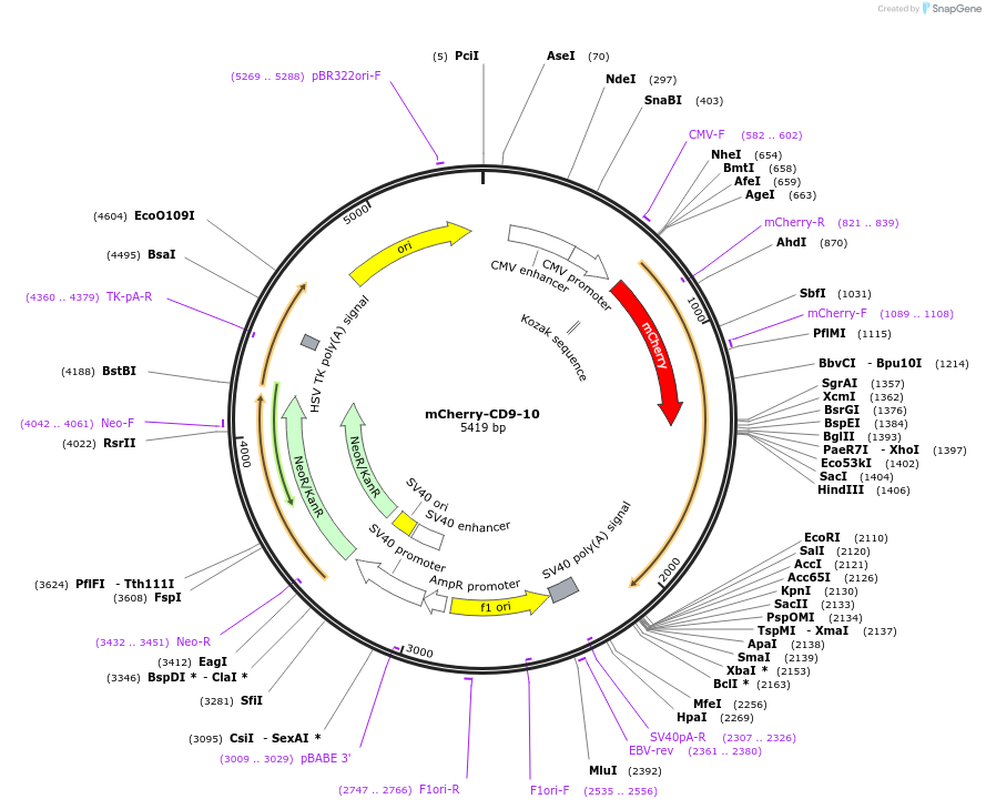 55013-plasmid-map-sequence-id-234553