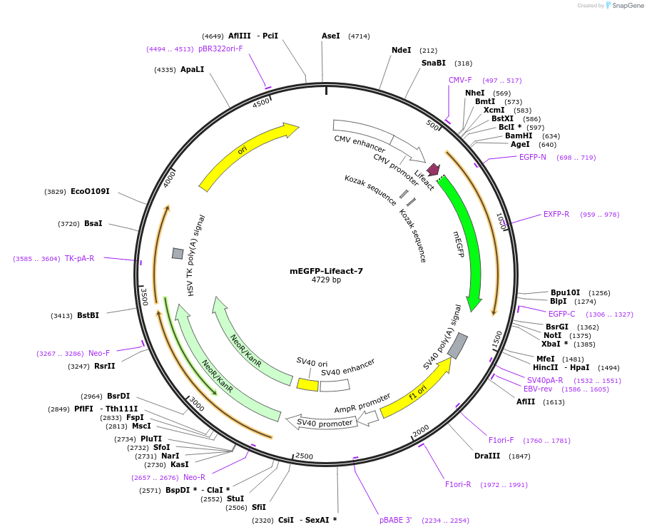 54610-plasmid-map-sequence-id-234554