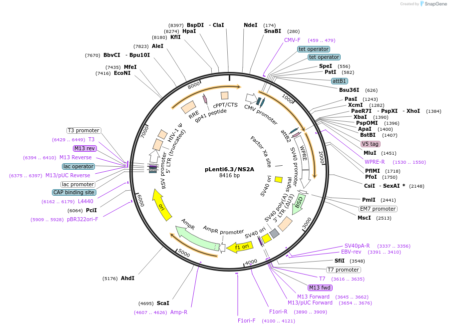 120836-plasmid-map-sequence-id-234555