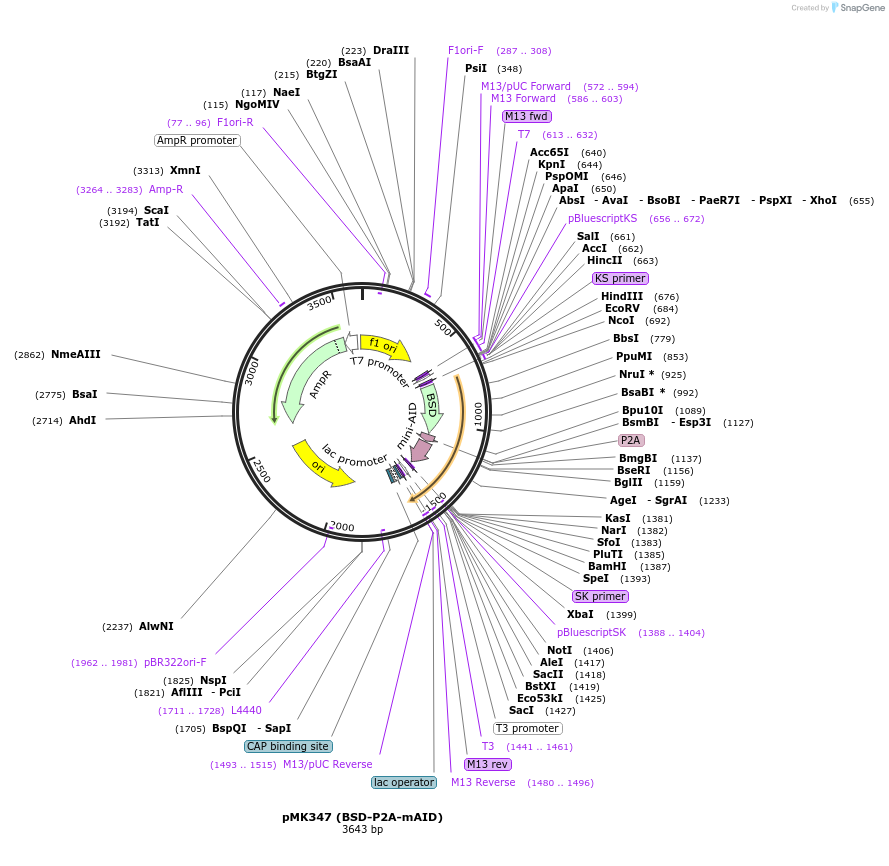 121181-plasmid-map-sequence-id-234556