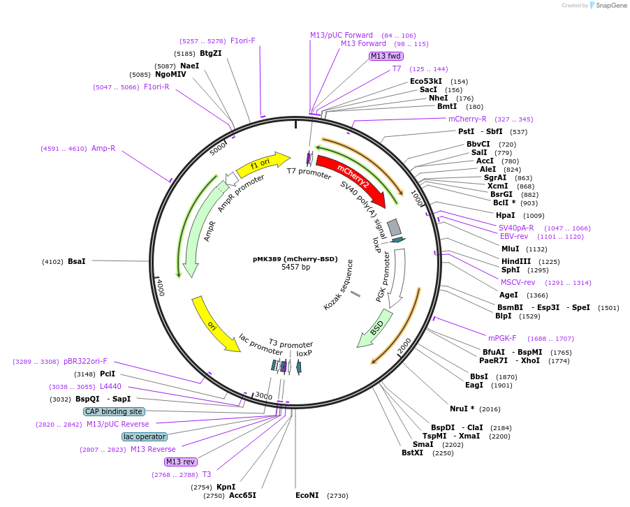 121190-plasmid-map-sequence-id-234561