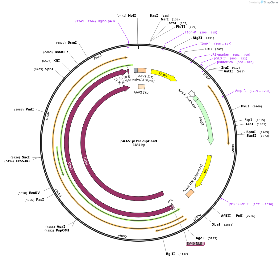 121507-plasmid-map-sequence-id-234571