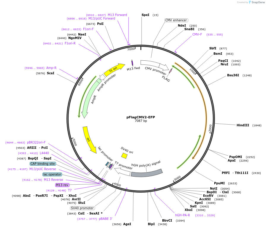 12449-plasmid-map-sequence-id-234573