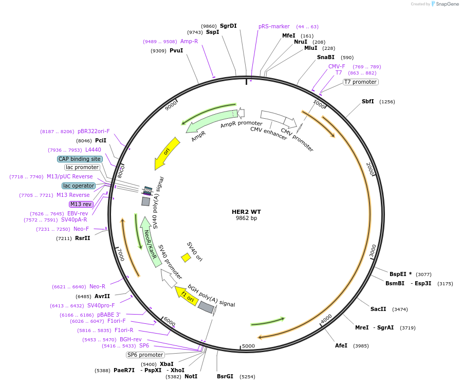 16257-plasmid-map-sequence-id-234574