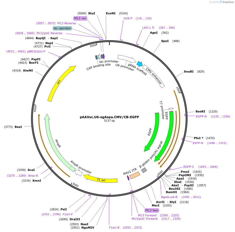 121510-plasmid-map-sequence-id-234582