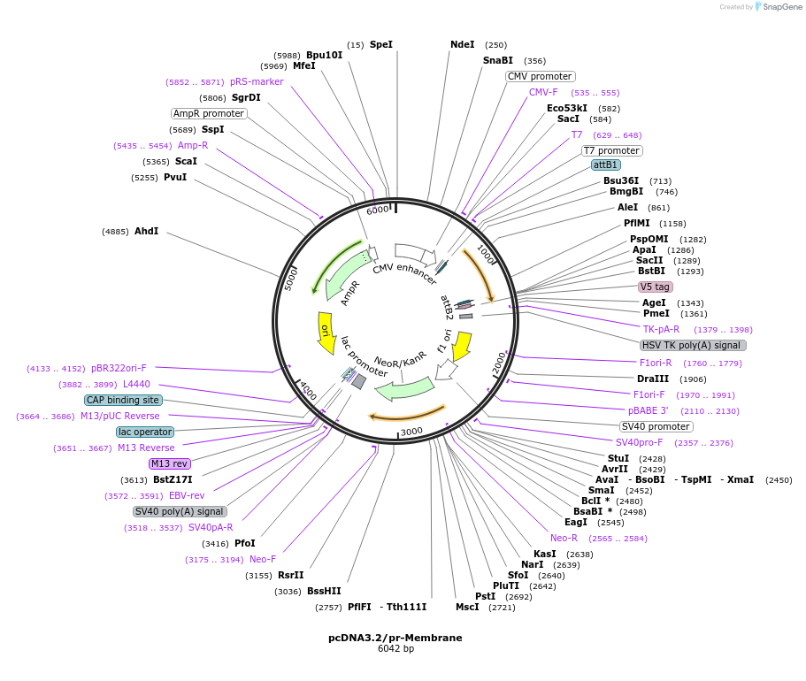 120817-plasmid-map-sequence-id-234584