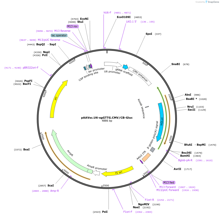 121512-plasmid-map-sequence-id-234592