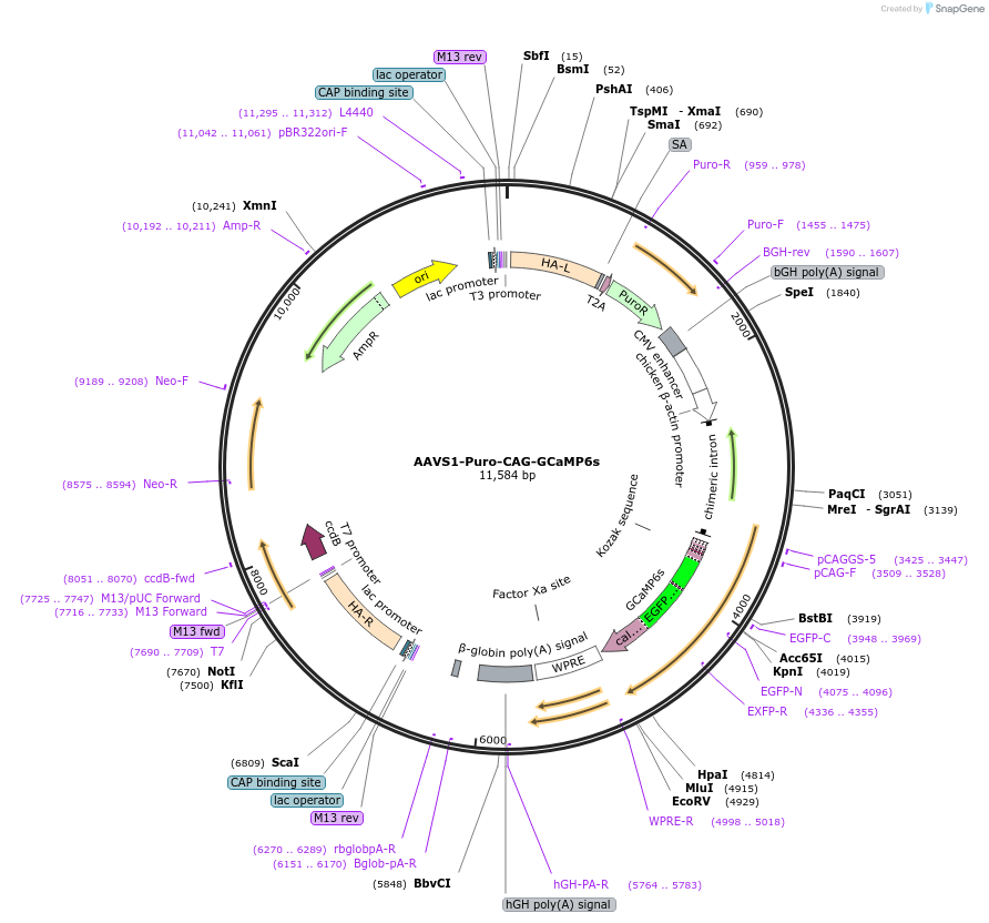 120896-plasmid-map-sequence-id-234596