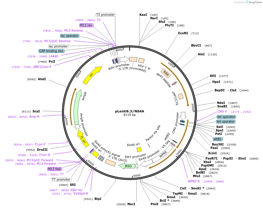 120844-plasmid-map-sequence-id-234597