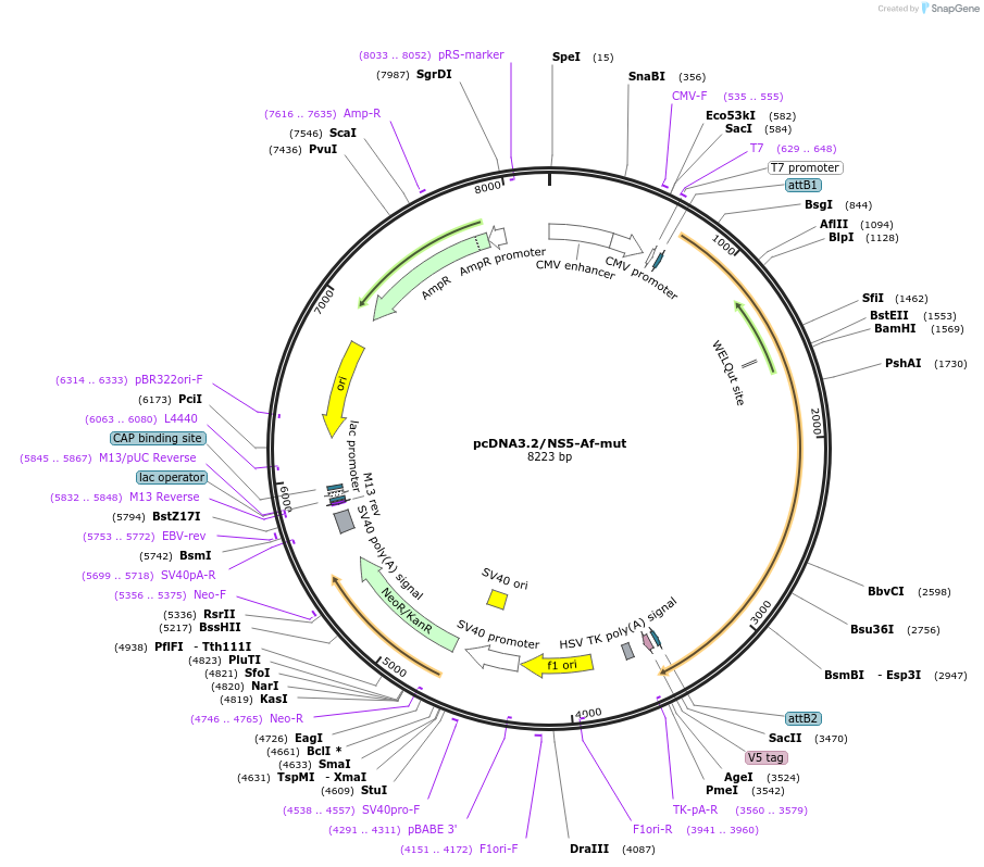 120829-plasmid-map-sequence-id-234601
