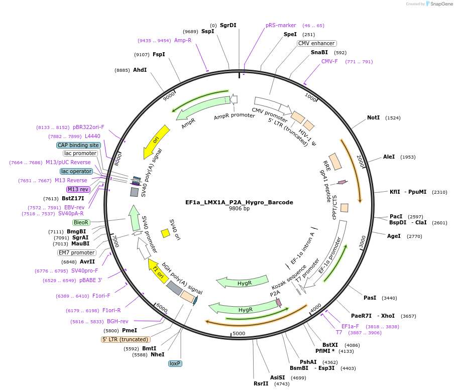 120457-plasmid-map-sequence-id-234605